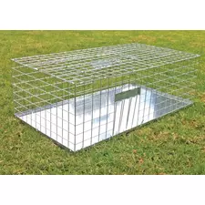 מלכודת יונים הומנית