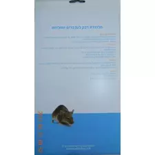 מלכודת-דבק-עץ-לחולדות-ענק